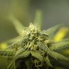 Cuomo's Restrictive Medical Marijuana Plan In Disarray As Deadline Looms